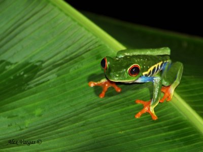 Red-eyed Gaudy Frog - dark eyes