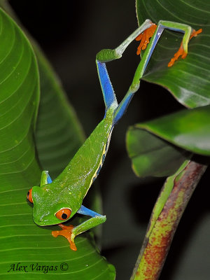 Red-eyed Gaudy Frog - on the move