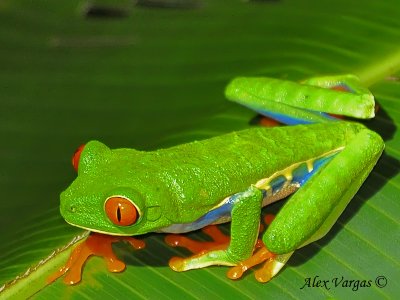 Red-eyed Gaudy Frog