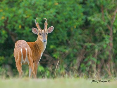 Red Muntjac - male - 2010