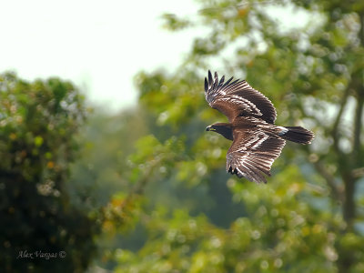 Greater Spotted Eagle - flight