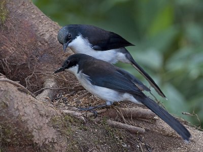 Black-backed Sibia - 2009 - 3