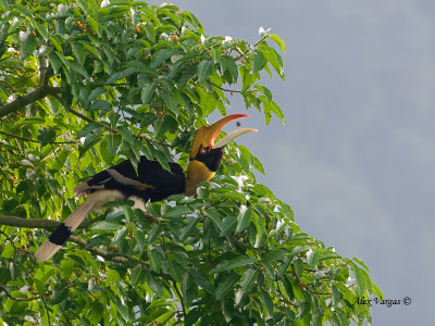 Great Hornbill - female - fig