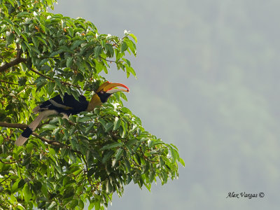 Great Hornbill - female - fruit
