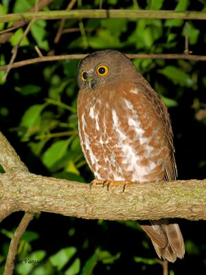Brown Hawk-Owl - watching a moth - 2011