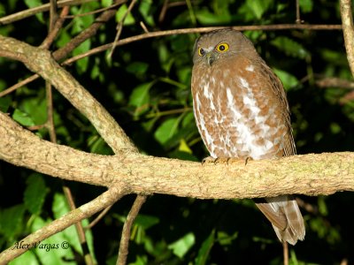 Brown Hawk-Owl - angry birds look - 2011