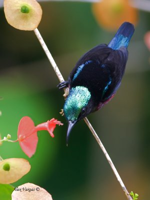 Purple-throated Sunbird - male - shinning