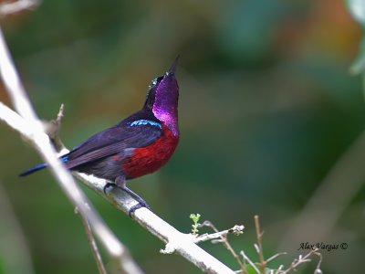 Purple-throated Sunbird - male - what's up