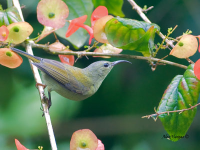 Purple-throated Sunbird - female