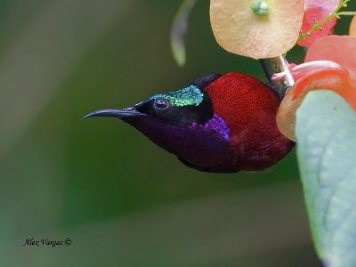 Purple-throated Sunbird - male