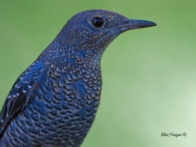 Blue Rock-Thrush -- sp 96