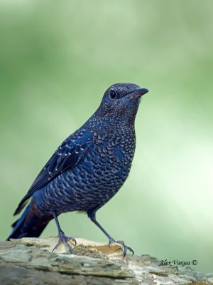 Blue Rock-Thrush - 2011 - alert