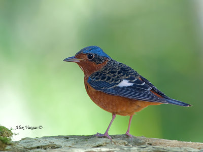 White-throated Thrush -- sp 73