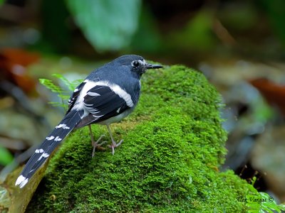 Slaty-backed Forktail - back view