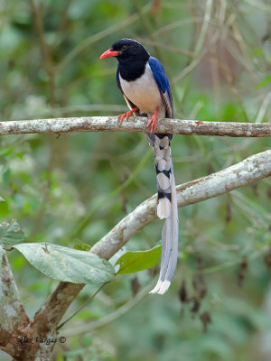 Red-billed Blue-Magpie - front view - 2012