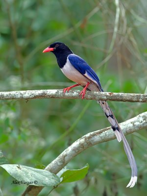 Red-billed Blue-Magpie - side look - 2012