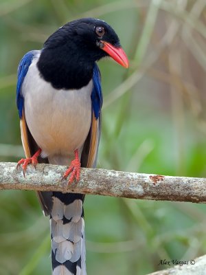 Red-billed Blue-Magpie - profile - 2012