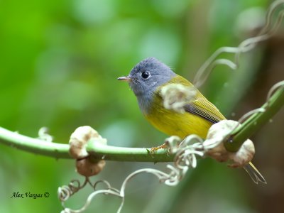 Grey-headed Canary-Flycatcher - 2012 - 3