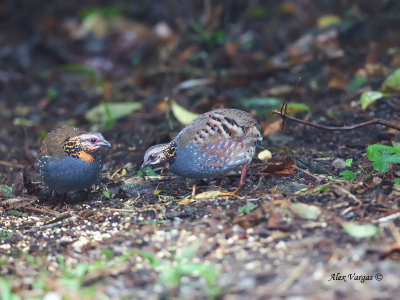 Rufous-throated Partridge - pair