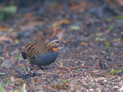 Rufous-throated Partridge