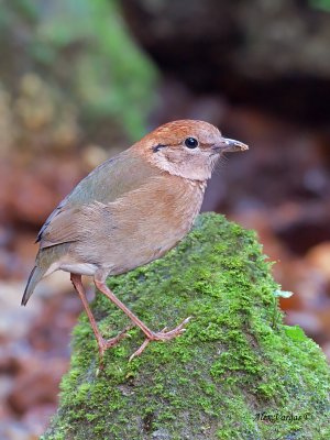 Rusty-naped Pitta - on the rock - 2012