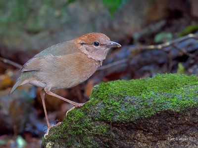 Rusty-naped Pitta - alert - 2012