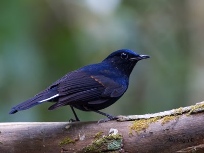 White-tailed Robin - male - 2012