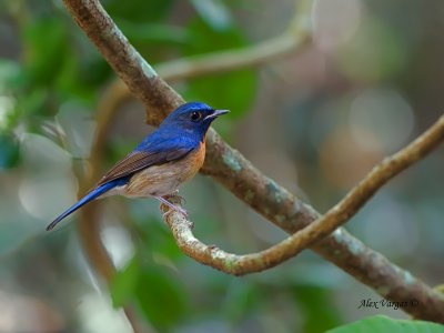 Chinese Blue-Flycatcher - male - profile - 2012