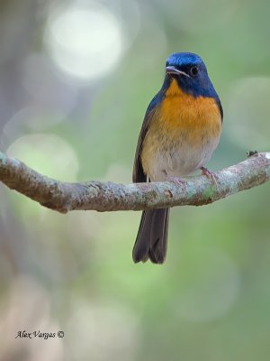 Chinese Blue-Flycatcher - male - front view - 2012
