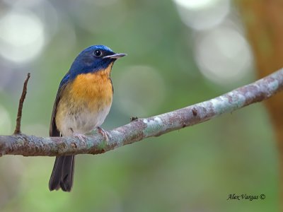 Chinese Blue-Flycatcher - male - 2012