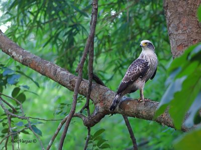 Crested Serpent Eagle - juvenile - 2011 - 3-