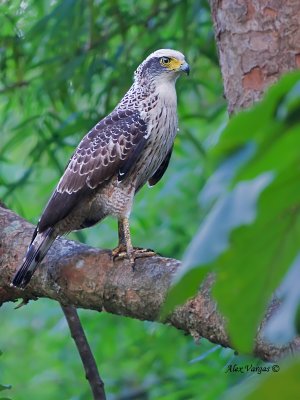 Crested Serpent Eagle - juvenile - 2011 - 2