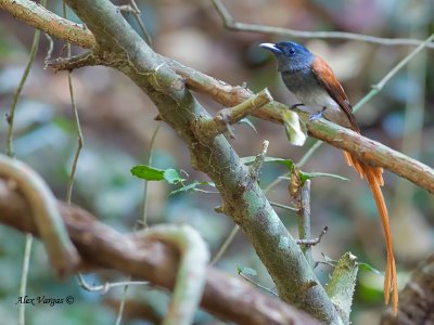 Asian Paradise Flycatcher  --  Sp 99