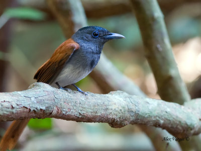 Asian Paradise-Flycatcher - male - red morph - 2012 - profile