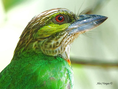 Green-eared Barbet - portrait