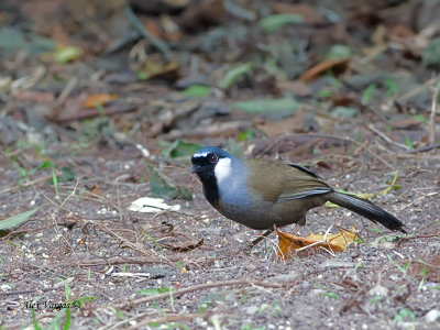 Black-throated Laughingthrush - 2012 - 3