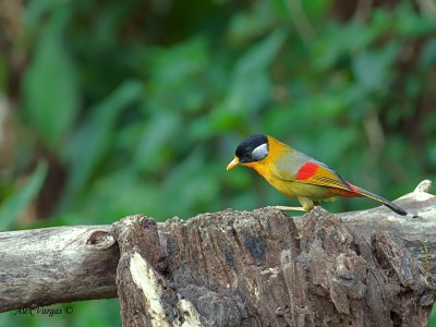 Silver-eared Mesia - 4