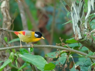 Silver-eared Mesia - 2