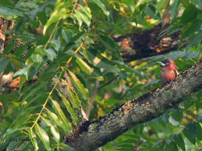 Banded Broadbill - 2012 - 3