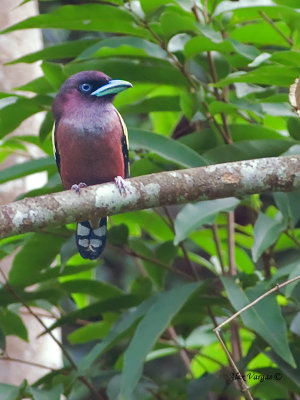 Banded Broadbill - 2012 - 2