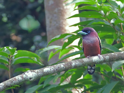 Banded Broadbill - 2012