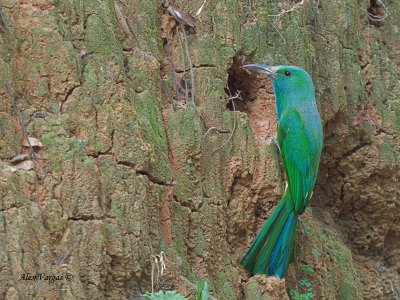 Blue-bearded Bee-eater - with prey