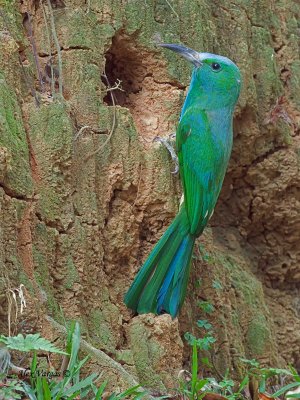 Blue-bearded Bee-eater