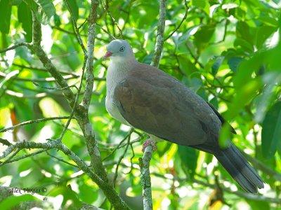 Mountain Imperial Pigeon - sp 378
