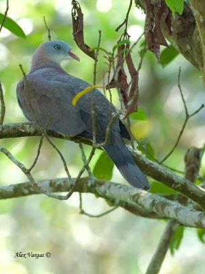 Mountain Imperial Pigeon - 3
