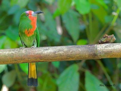 Red-bearded Bee-eater - 2012 - 4