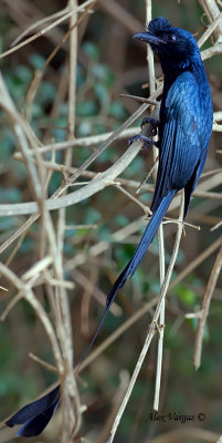 Greater Racket-tailed Drongo - adult - 2012