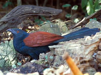 Greater Coucal - 2012