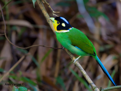 Long-tailed Broadbill - 2012 - 3