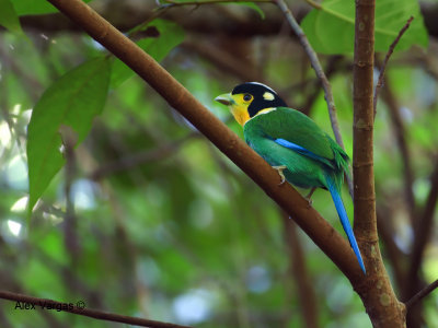 Long-tailed Broadbill - 2012 - 2